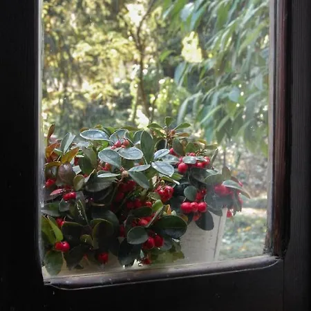 Alle Fronde Bed & Breakfast